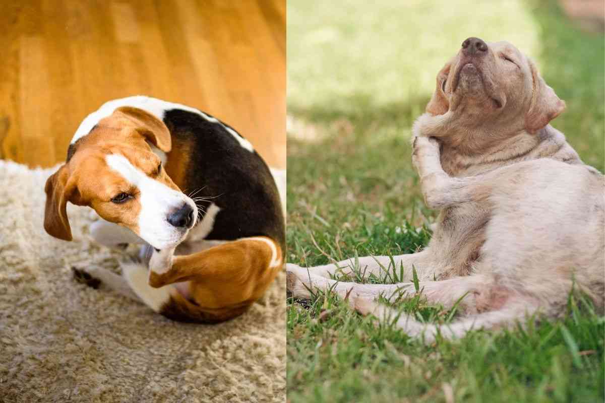 cane si gratta