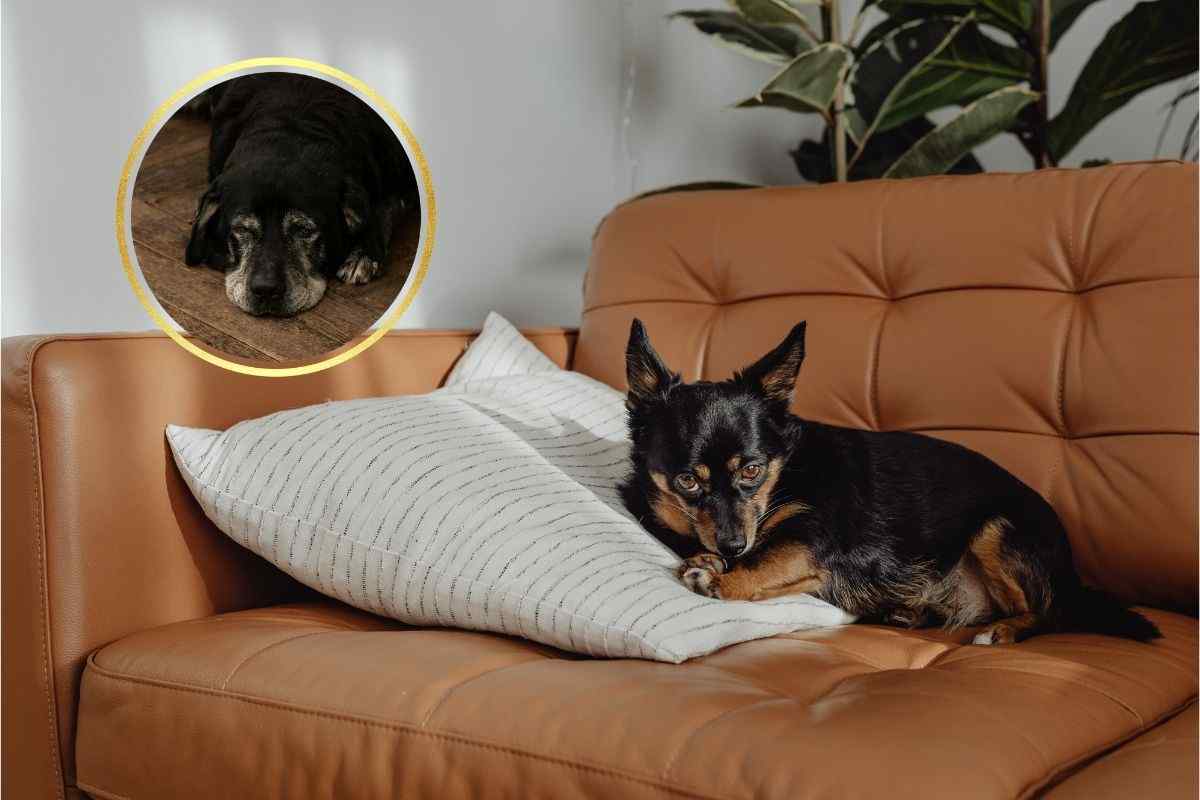cane vecchio