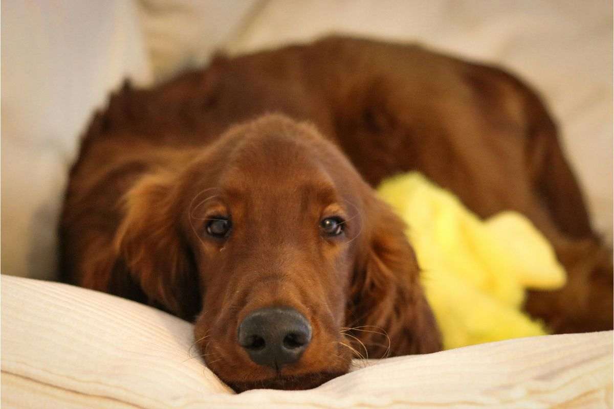 cane anziano