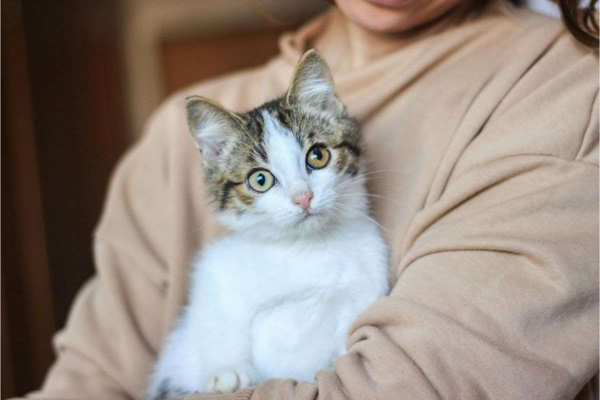 gatto e coccole