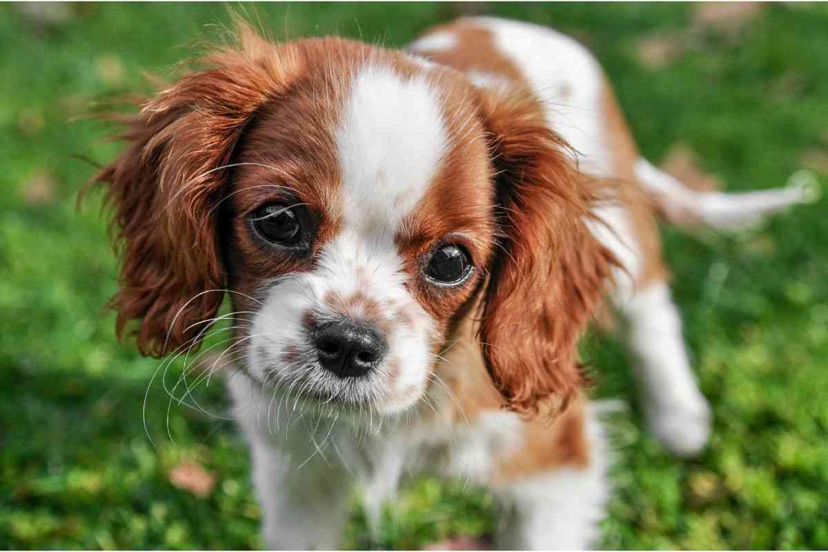cucciolo di cane