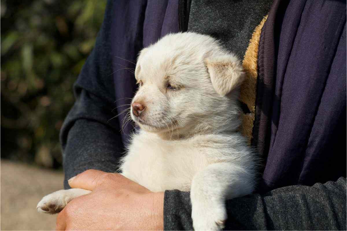 cucciolo