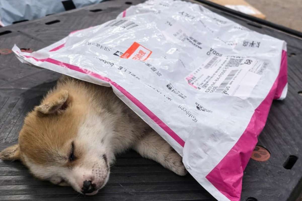 dormiva sotto una busta di plastica