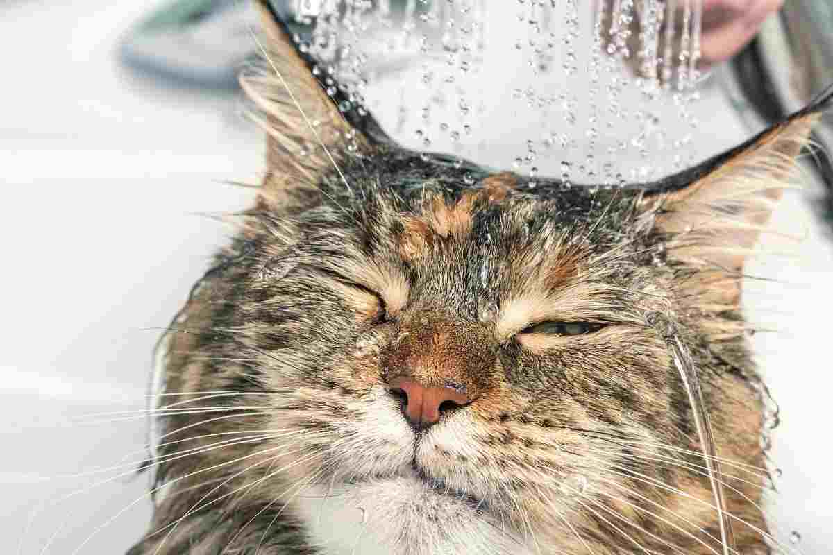 gatto bagnato