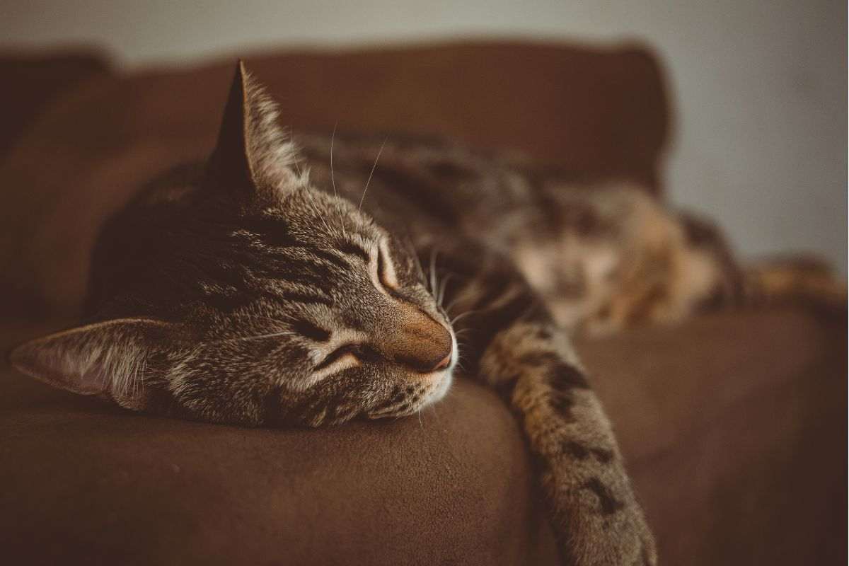 gatto dorme