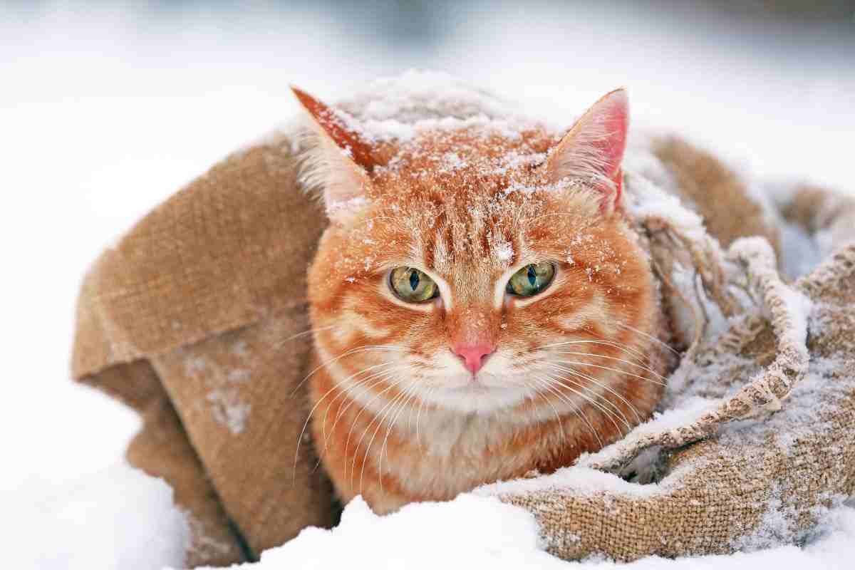 gatto con coperta