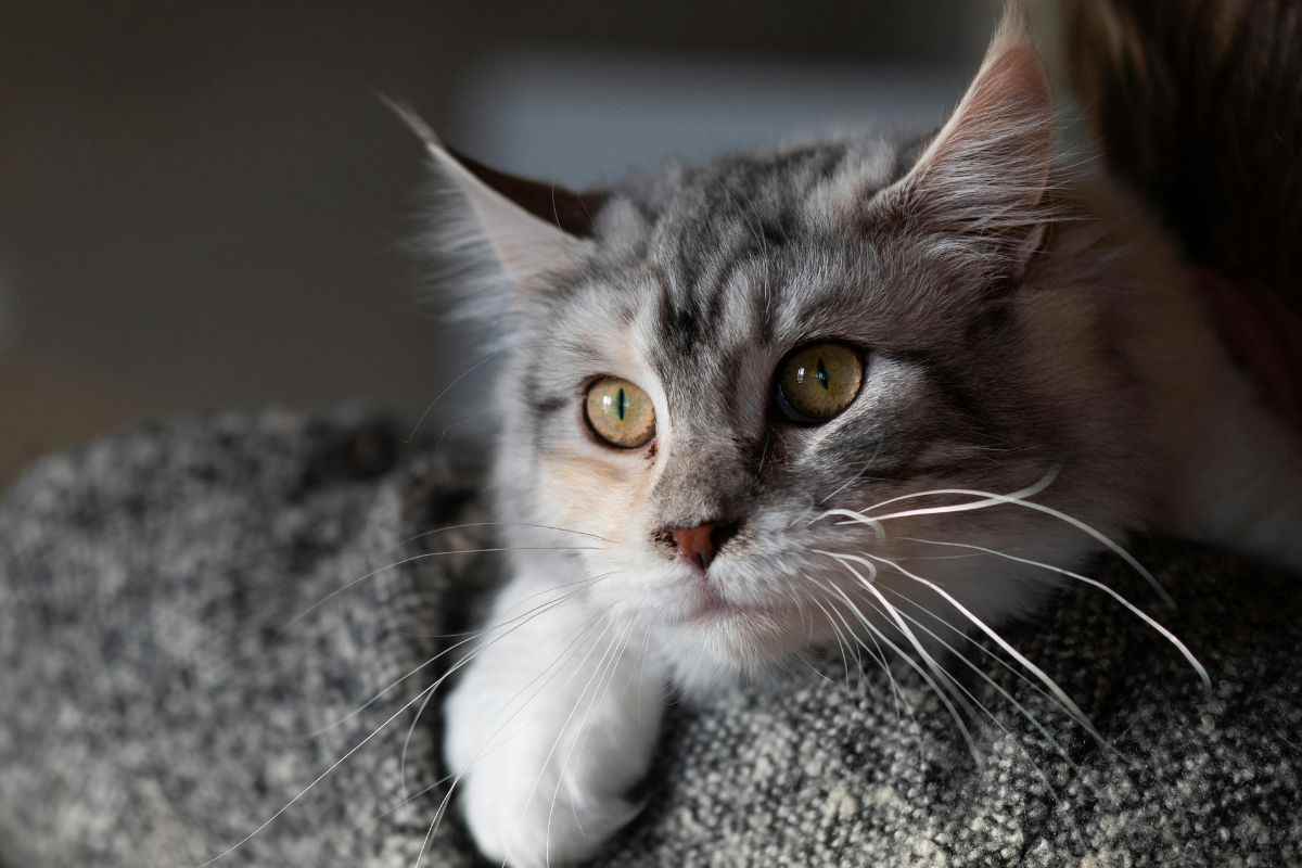 gatto e uomo