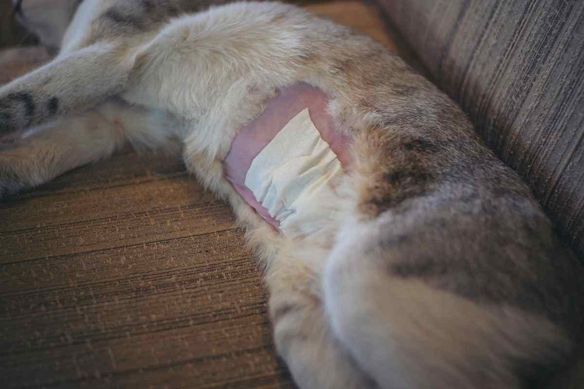 gatto riposa