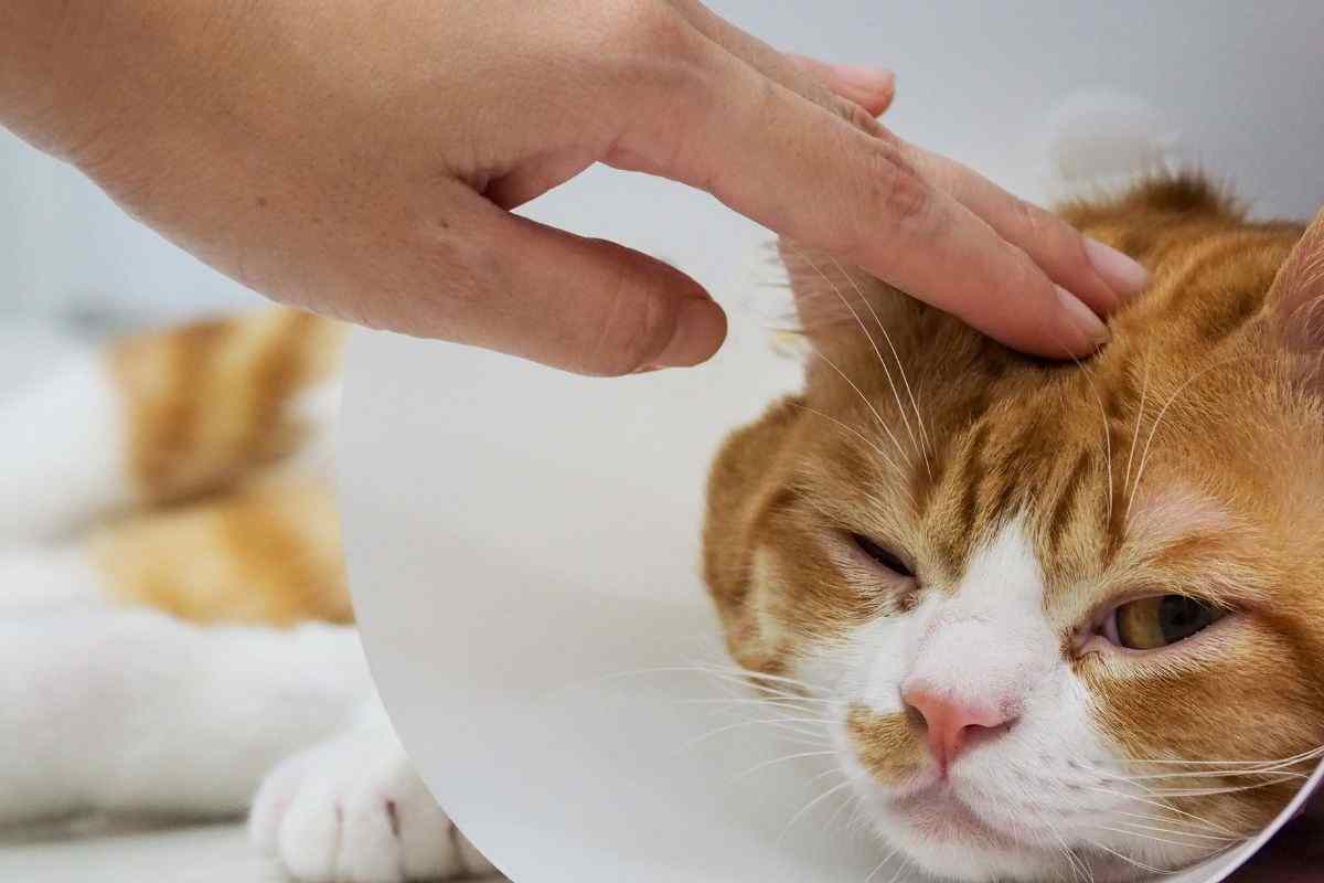 gatto sta male