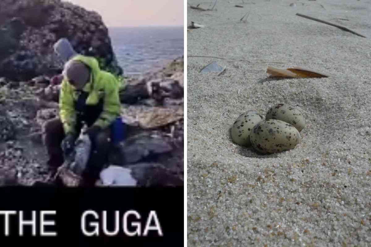 guga