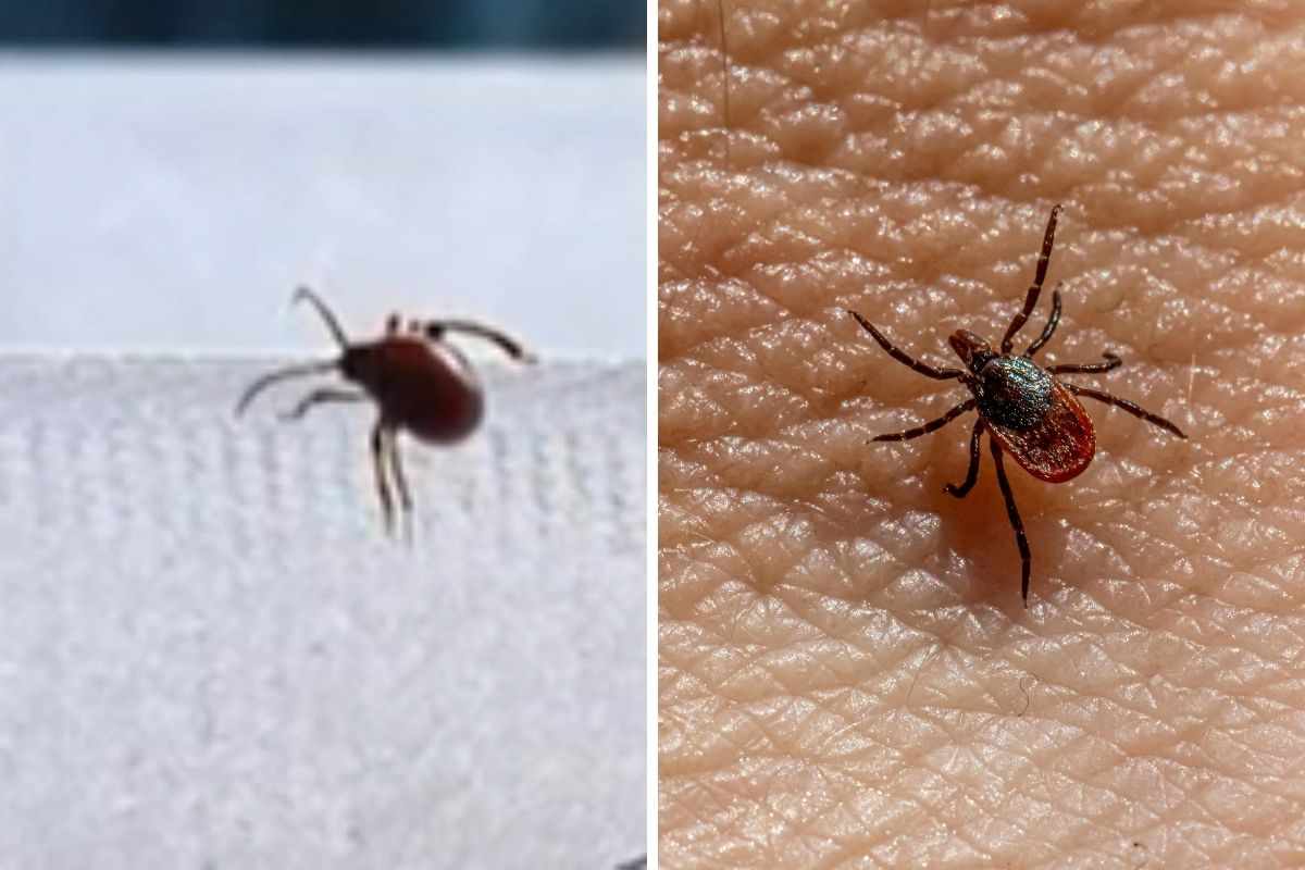 zecca e insetto ragno