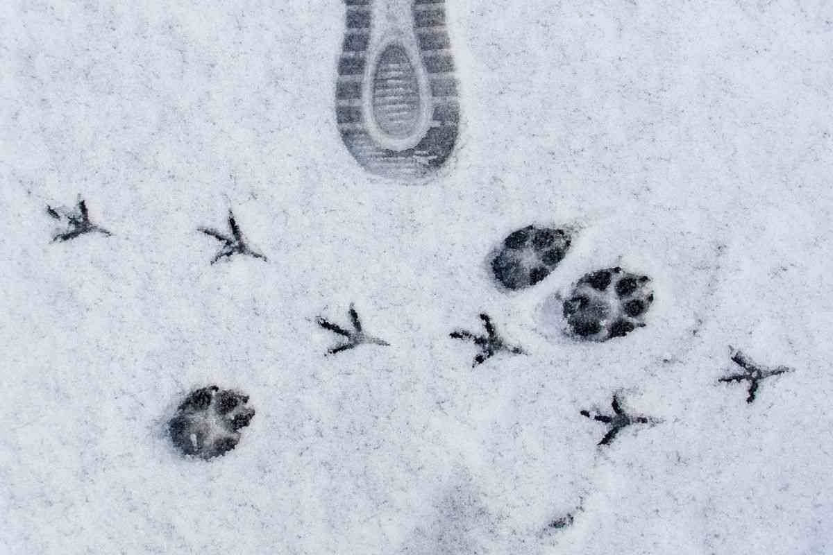 animali