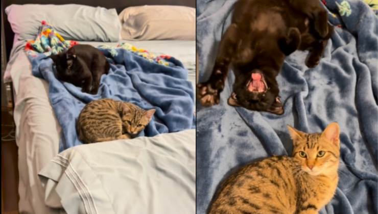 Gatto nero con 4 orecchie