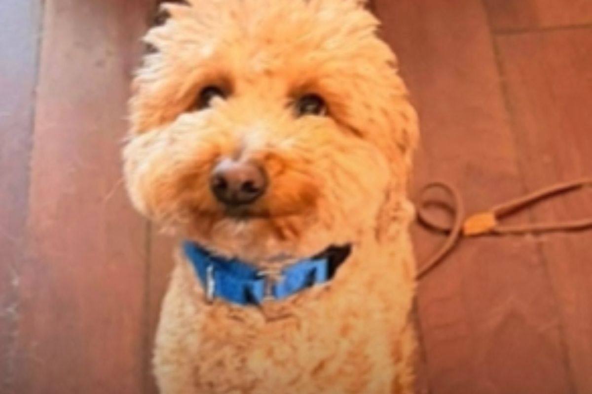 goldendoodle