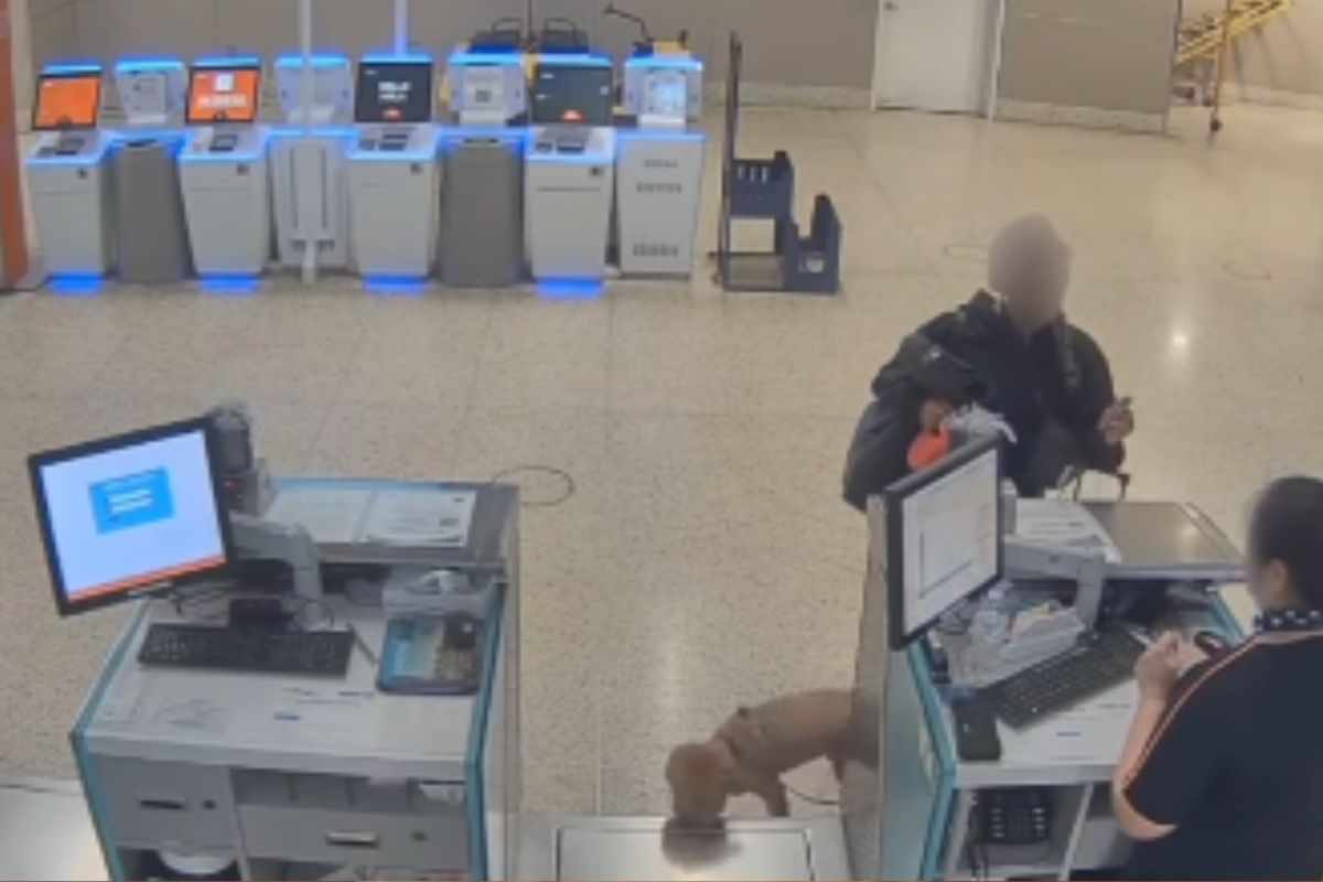cane al terminal