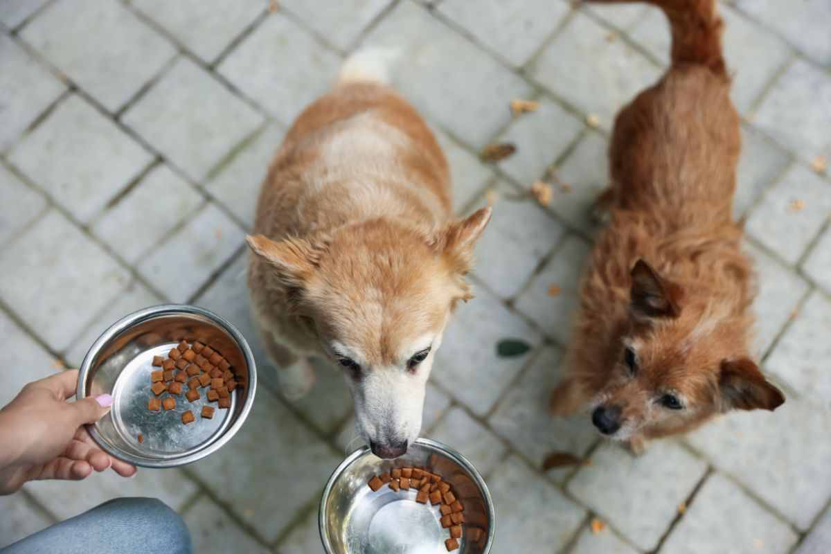 da mangiare ai cani
