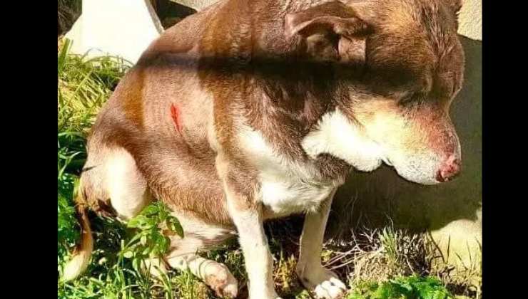 cagnolina ferita