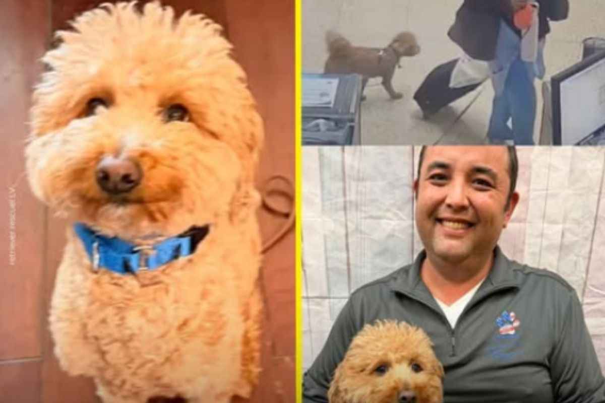 cane abbandonato