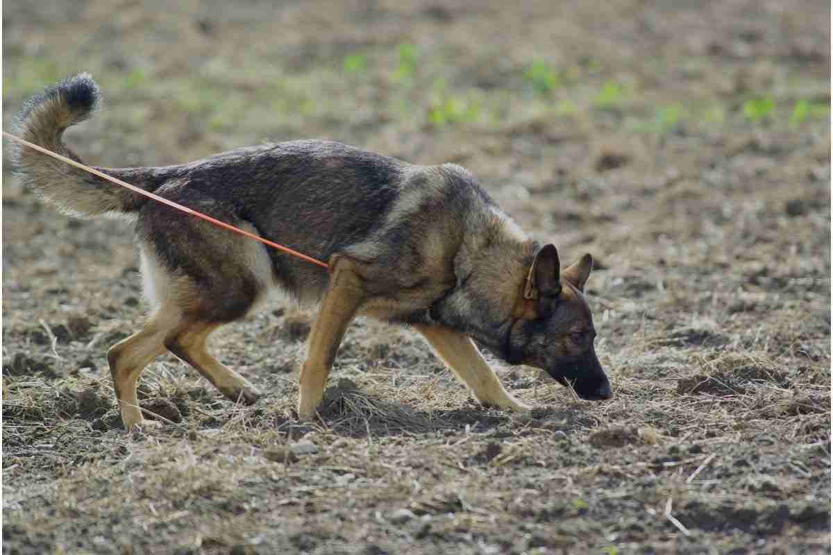 cane e urine