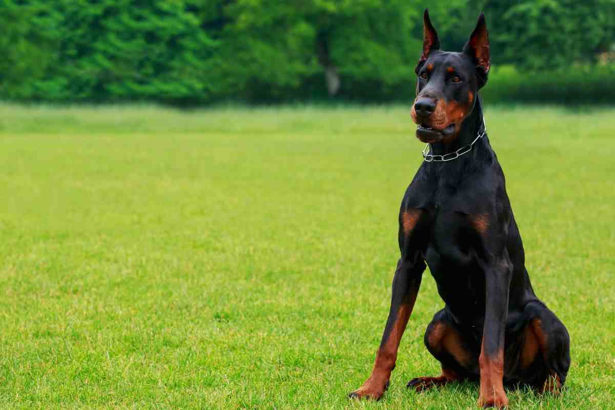 cane guardiano