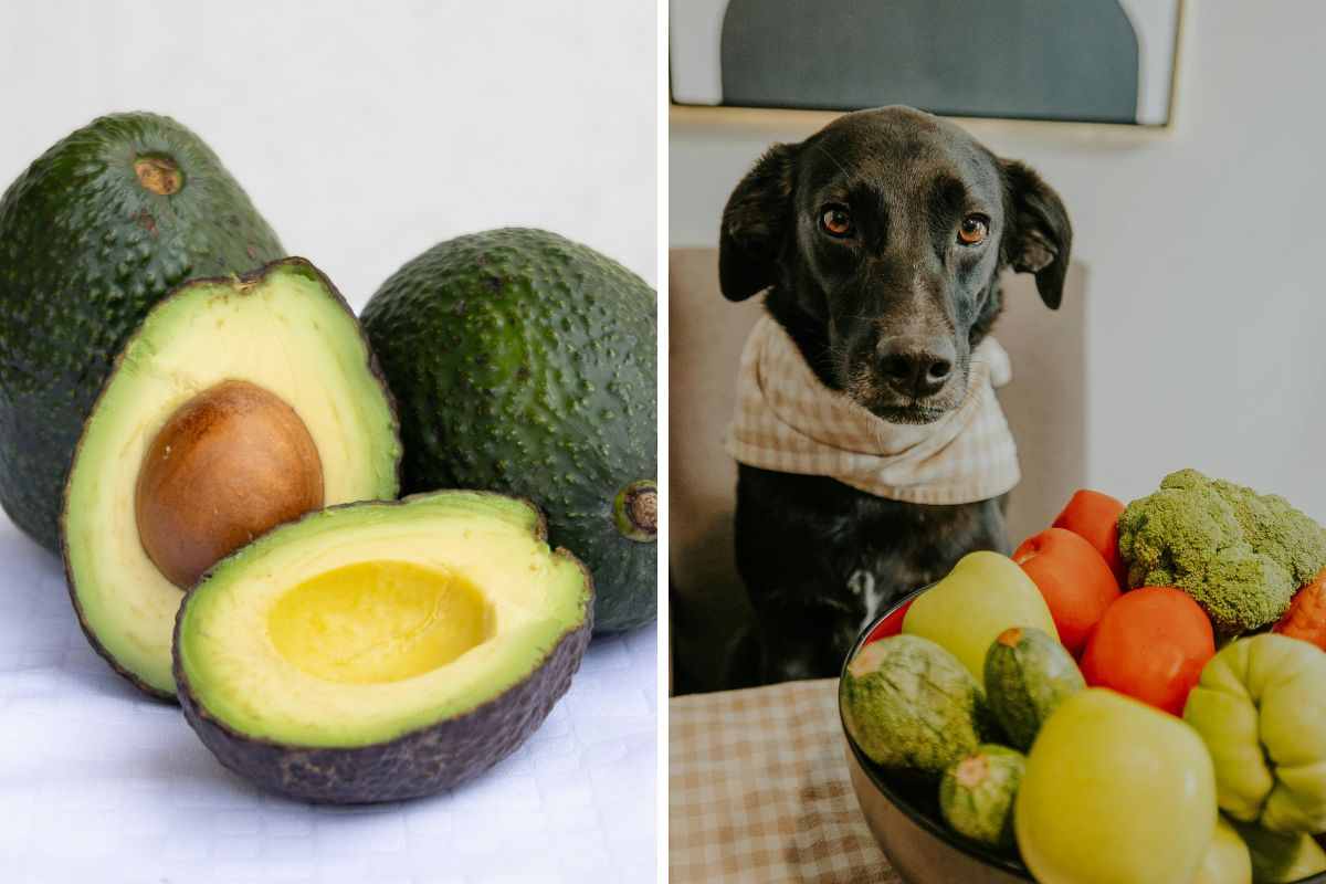 cane e frutta