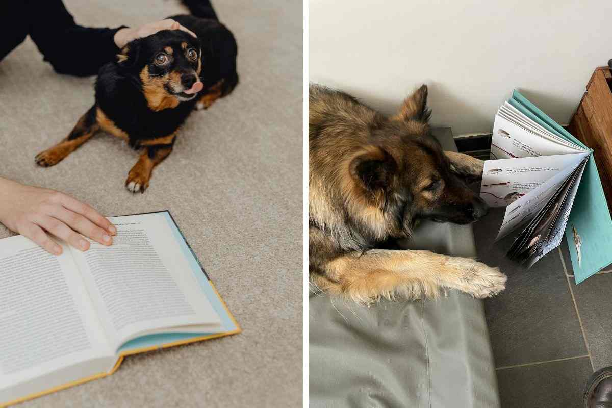 cane e libro