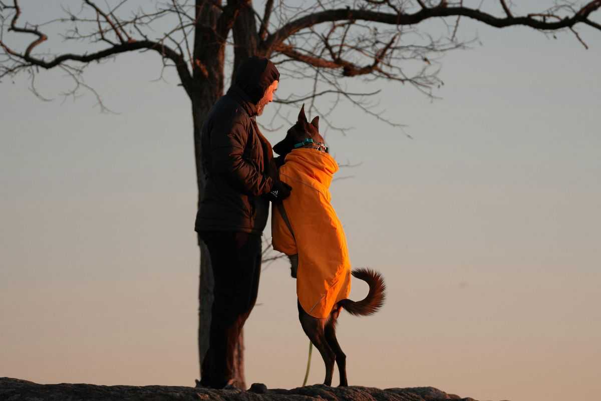 cane sul padrone