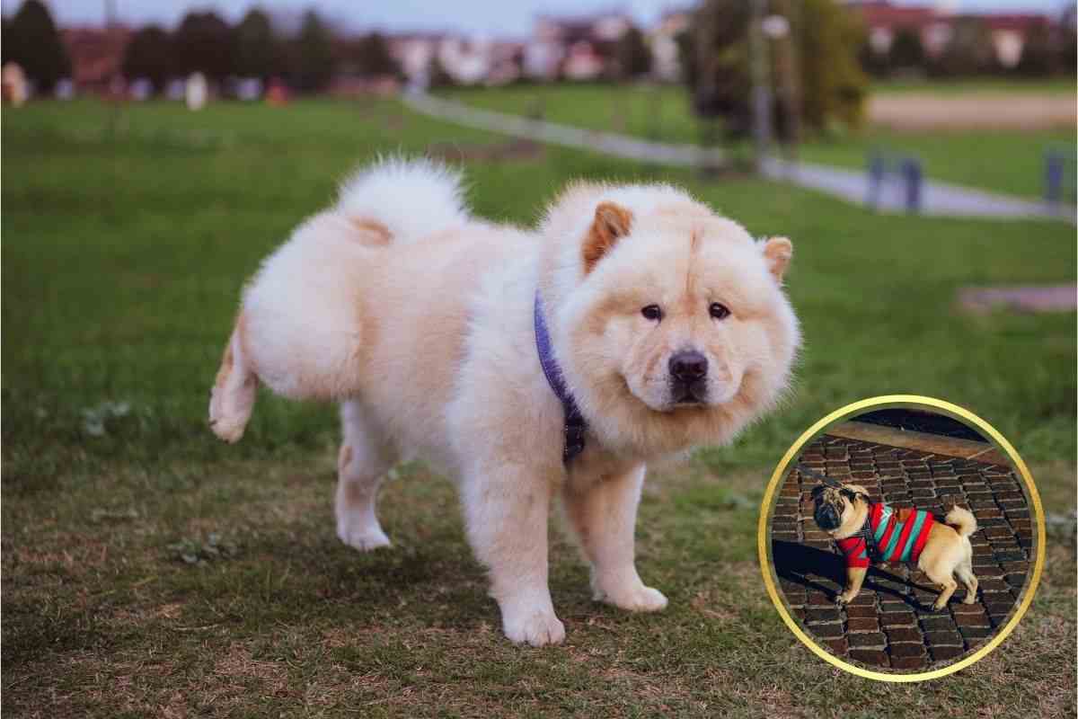 pipì cane