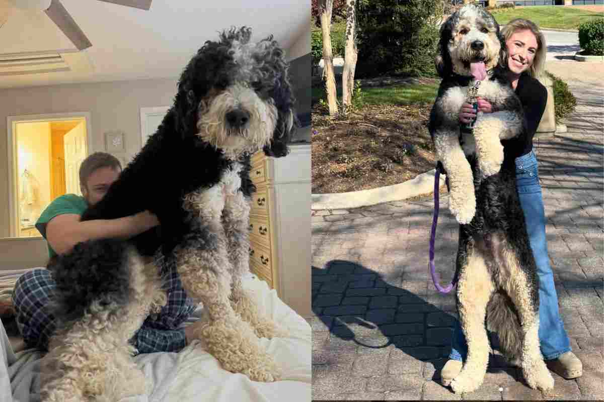 cane gigante