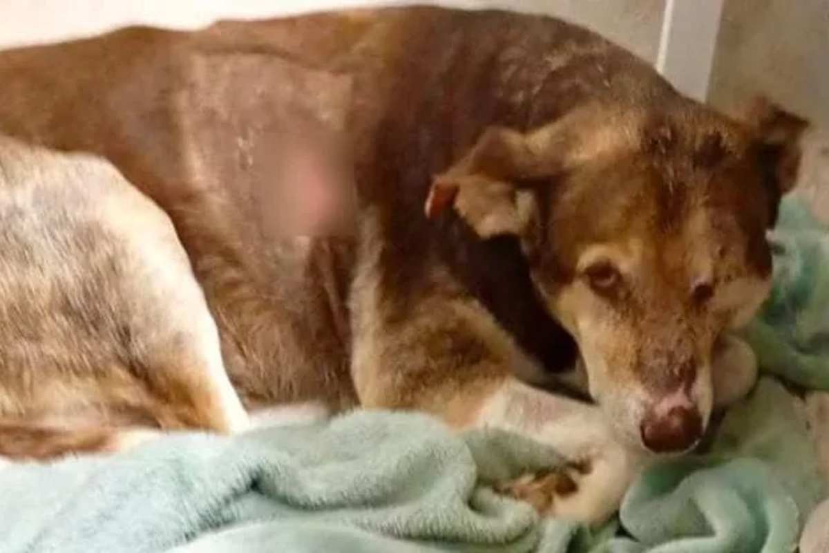 cane maltrattato