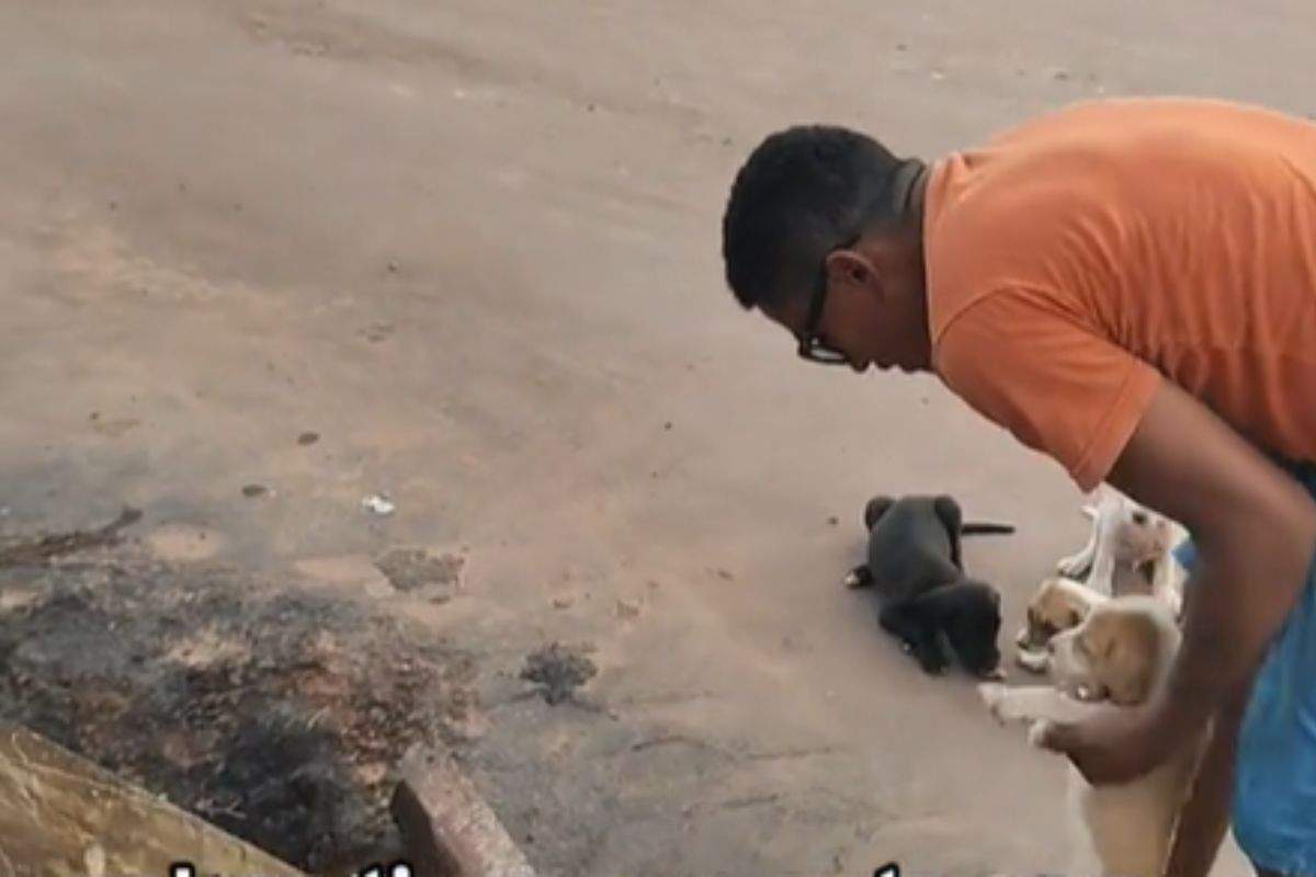 salvare il cane