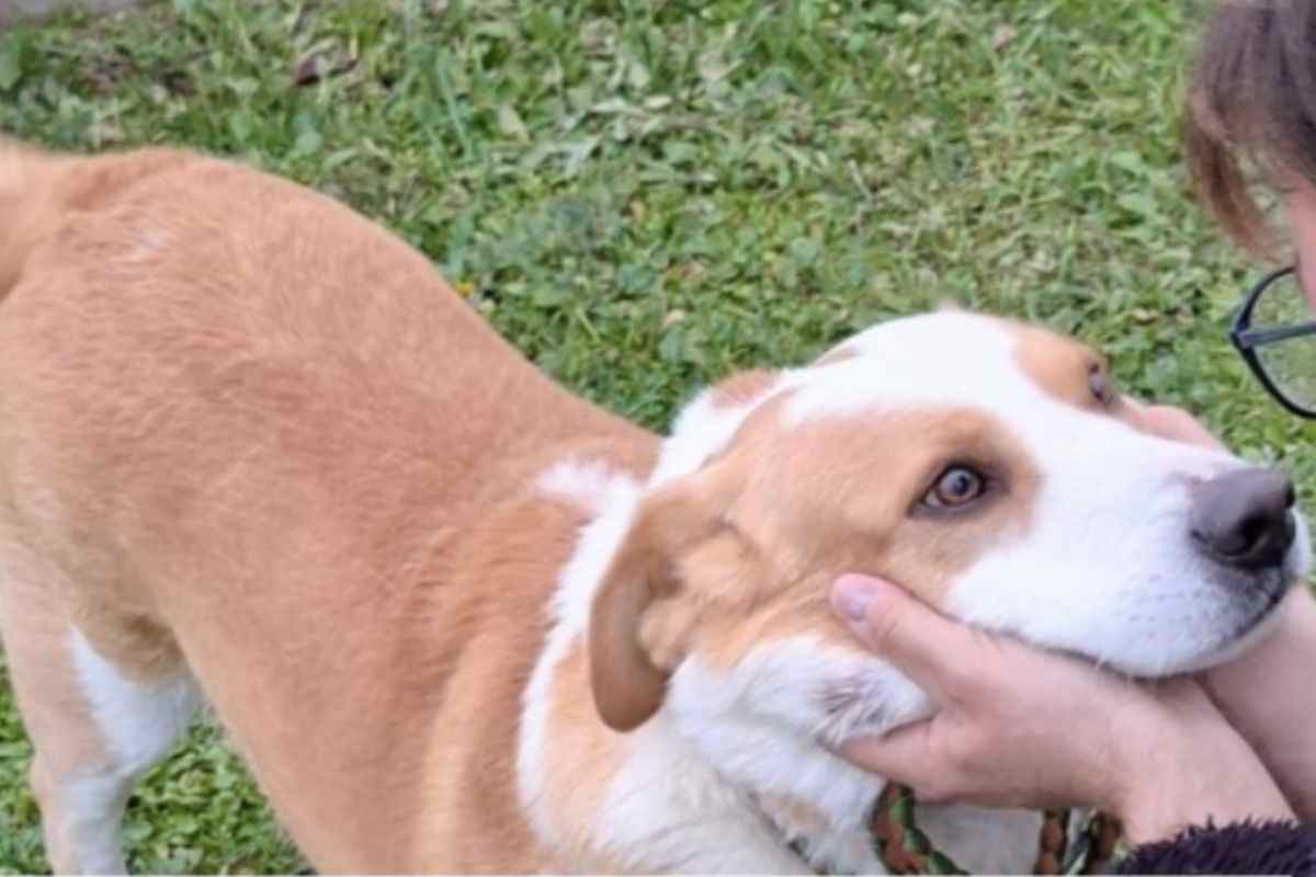 cane trascinato all'auto