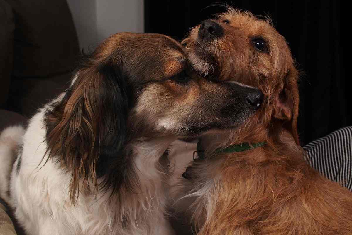 cani insieme