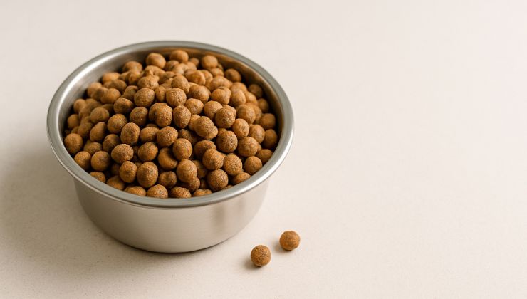 ciotola con croccantini per cani