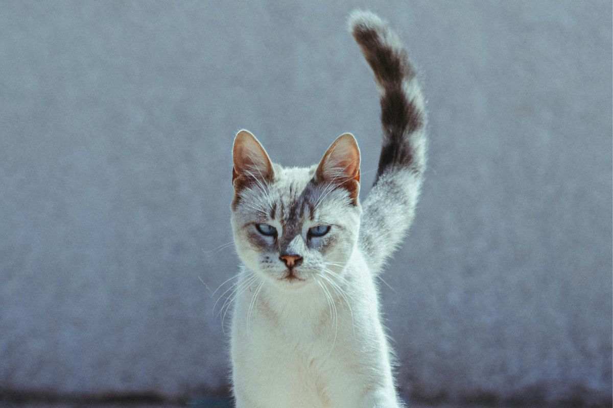 gatto