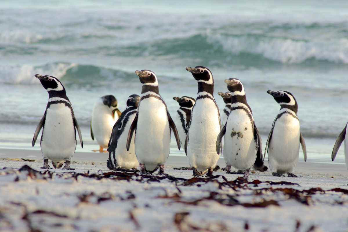 pinguini