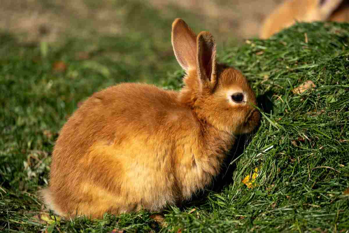 i binky del coniglio