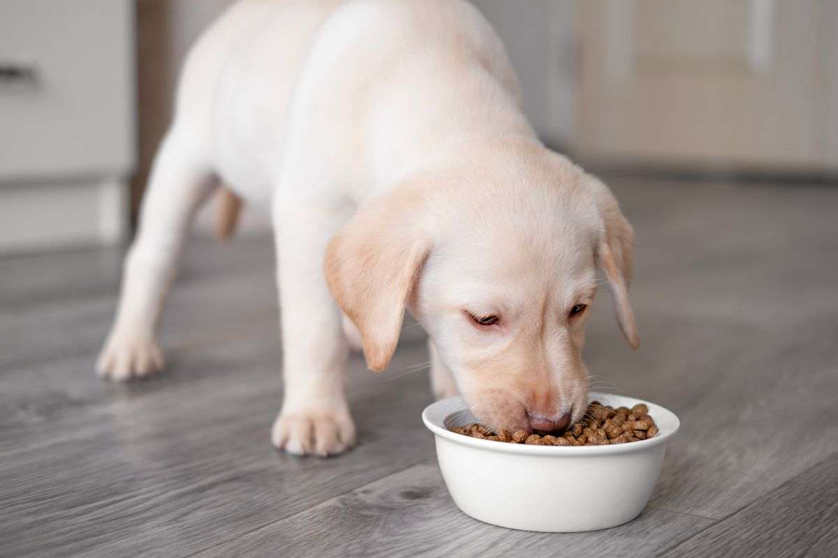 cane mangia