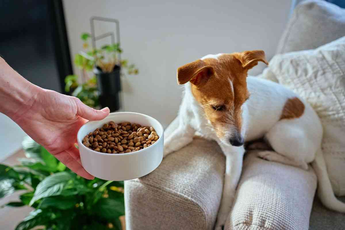 cibo al cane
