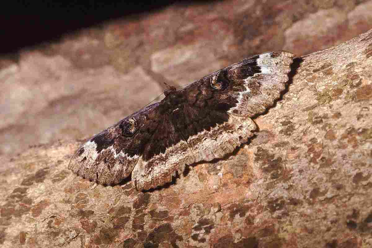 falena