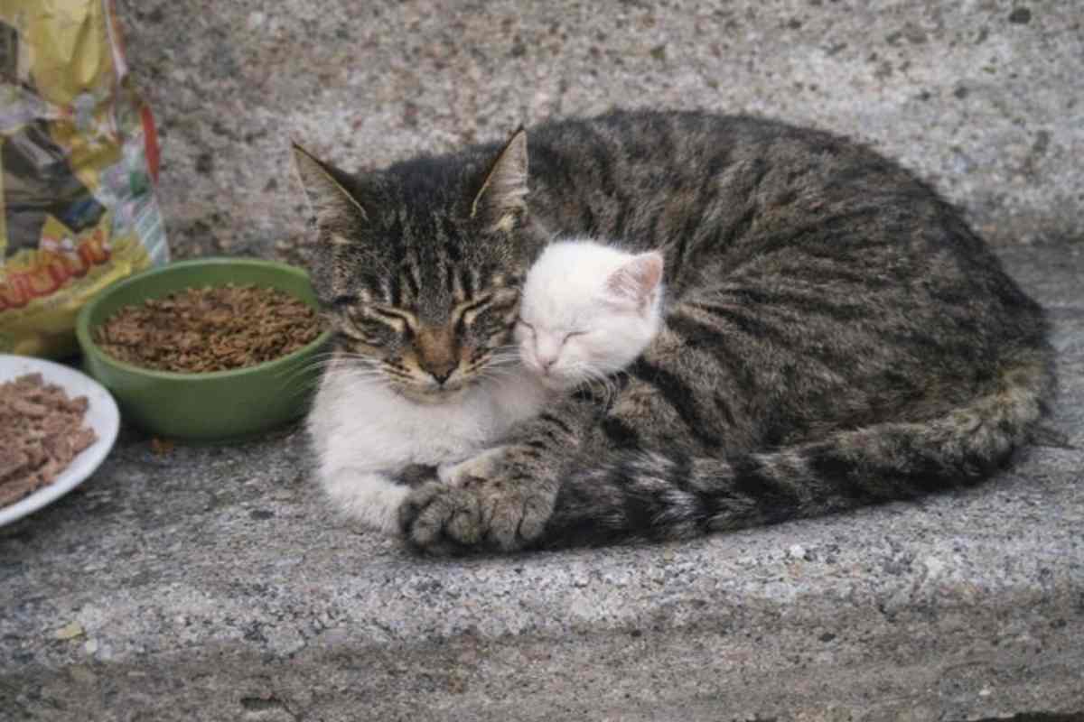 gattino cieco con gatto randagio