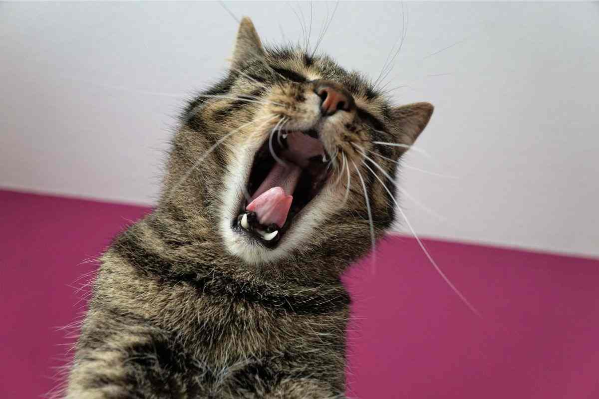 gatto miagola forte