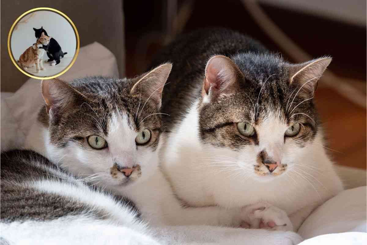 gatti 