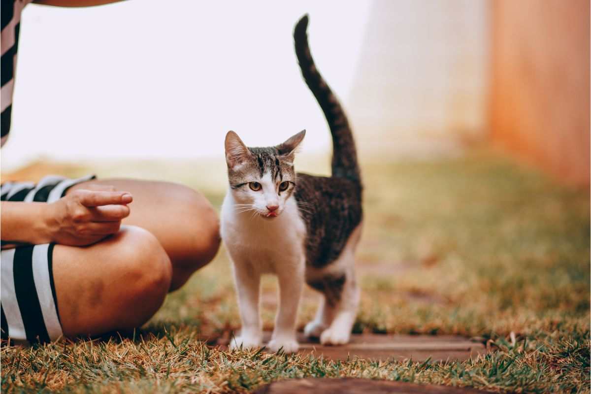 gatto e proprietaria