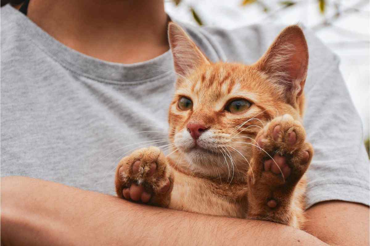 gatto in braccio al proprietario