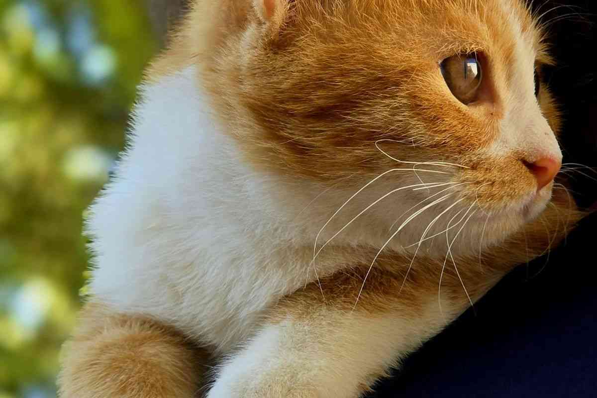 gatto 