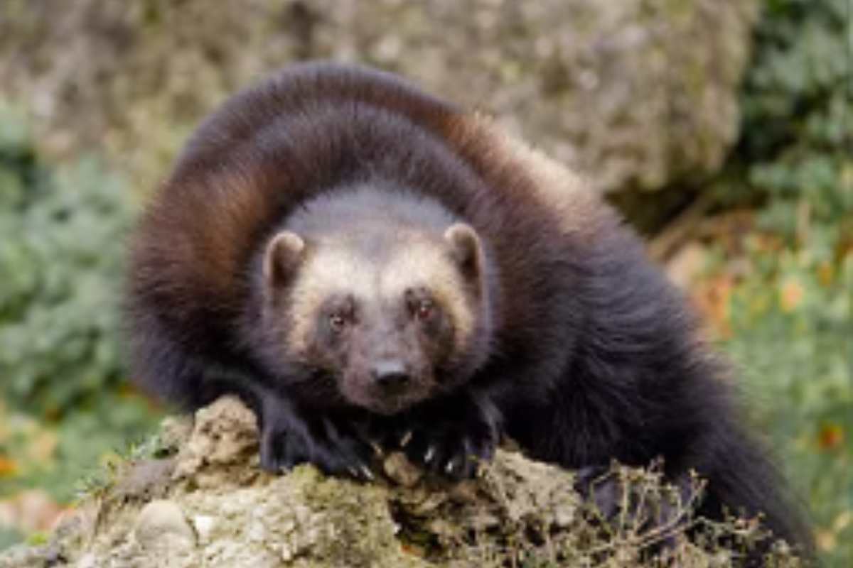 ghiottone