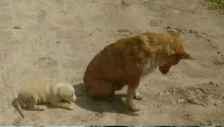la mamma cane con cucciolo