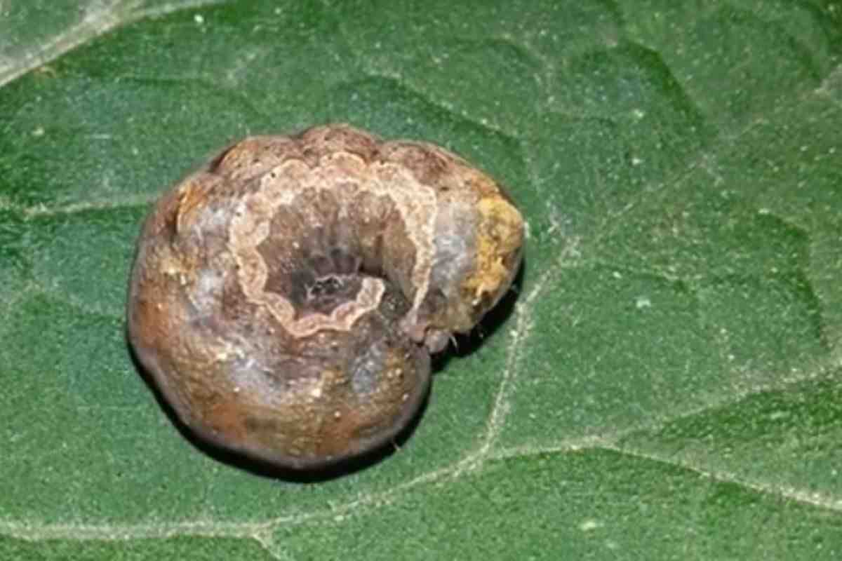 nottua