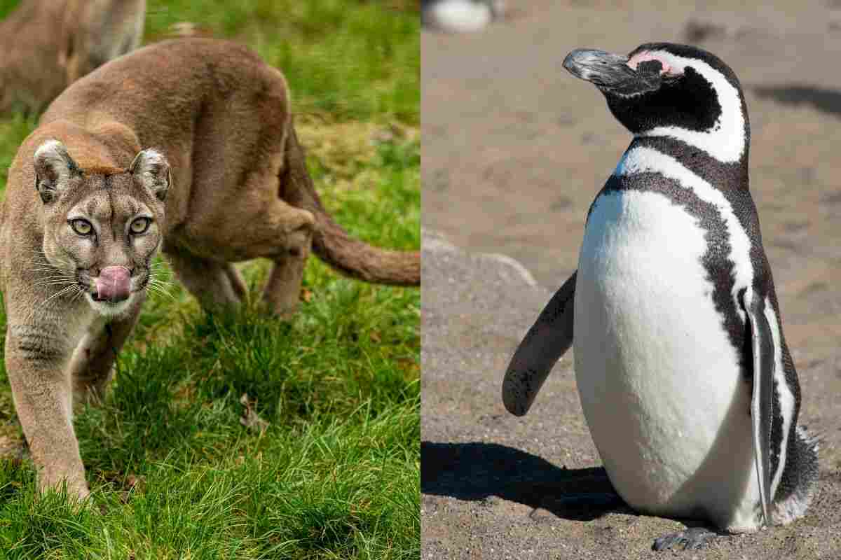 puma e pinguino